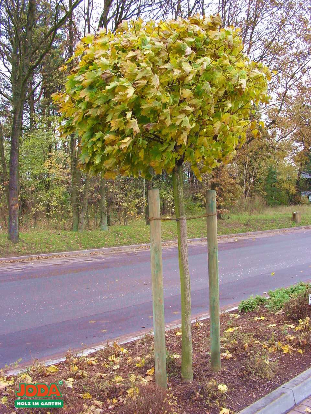 Baum-u-Zaunpfahl KDI JODA